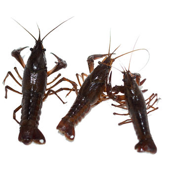 Fresh Crayfish Wholesale, Fresh Lobsters, Extra Large Pond Mouth Straight Hair Crayfish, Fresh Live Shrimps, Medium Green and Medium Red Wholesale