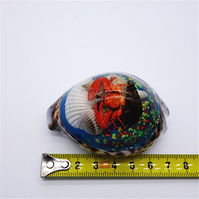 Factory Wholesale Big Amber Conch Shell Crafts Home Decoration Decorative Aquarium Fish Tank Landscape Landscaping