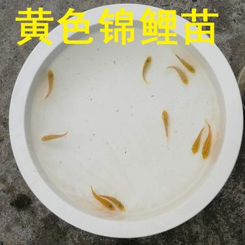 Yellow Koi Fish Ornamental Fish Cold Water Freshwater Golden Fish Easy to Feed Small Fish Fry Fortune Feng Shui Koi Pet Live Fish
