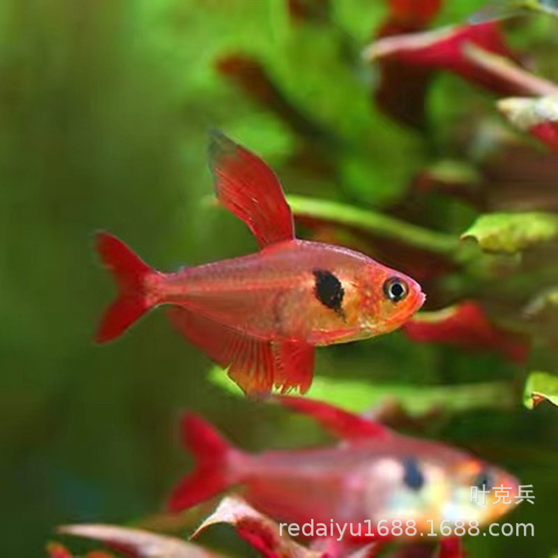 Red Dream Flag Pull Flag Tropical Fish Ornamental Fish Wholesale Small Tropical Fish Fishing Farm Direct Sales