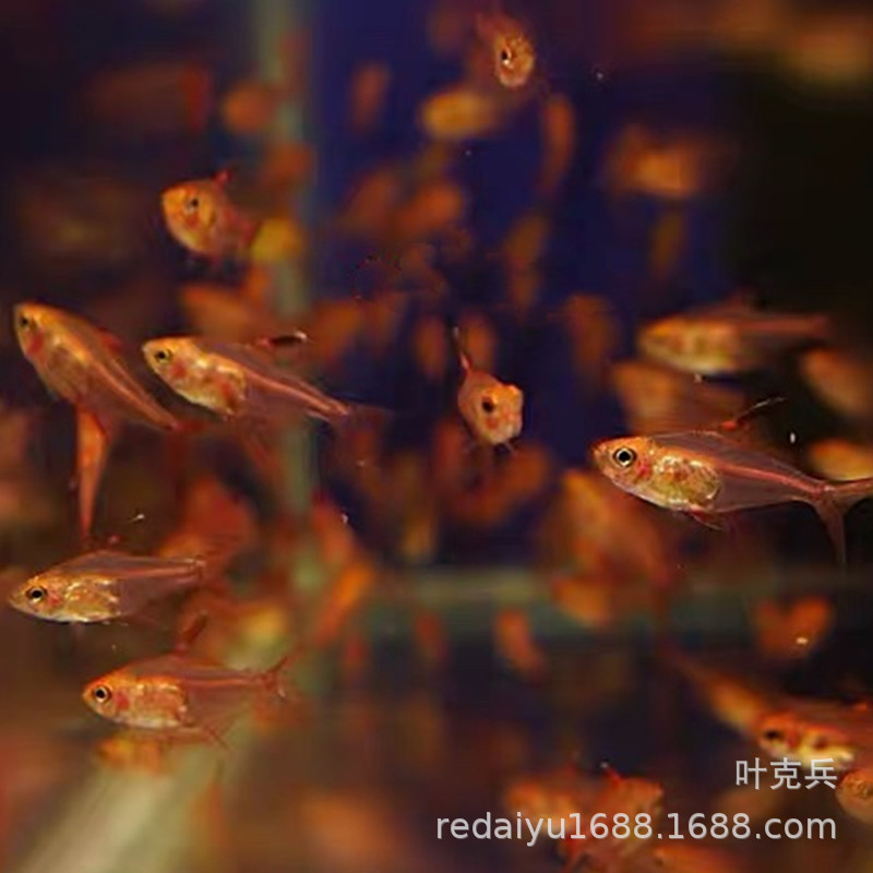 Red Dream Flag Pull Flag Tropical Fish Ornamental Fish Wholesale Small Tropical Fish Fishing Farm Direct Sales