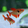 Red Dream Flag Pull Flag Tropical Fish Ornamental Fish Wholesale Small Tropical Fish Fishing Farm Direct Sales