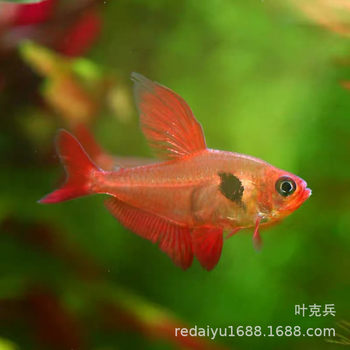 Red Dream Flag Pull Flag Tropical Fish Ornamental Fish Wholesale Small Tropical Fish Fishing Farm Direct Sales