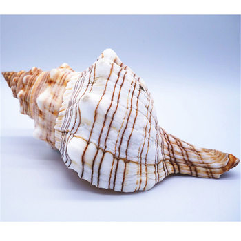 Natural Conch Shell Large Ornaments Shell Crafts Large Shell Home Fish Tank Landscape Style Wholesale Scenic Spot