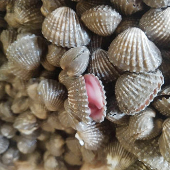 Fresh Fresh Sea Fresh Blood Clam Snow Clam Hairy Clam Sea-Caught Hairy Clam Raw Pickled Ingredients Lianyungang Aquatic Shellfish Wholesale