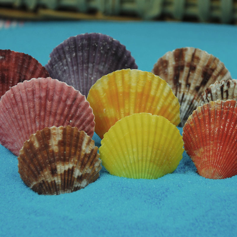 Colorful Scallops, Multicolored Shells, Conch Shells, Purple Wall Stickers, Home Decoration, Fish Tank Decoration, Photography Props, Sea Shells