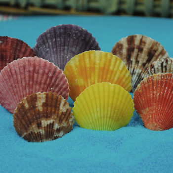 Colorful Scallops, Multicolored Shells, Conch Shells, Purple Wall Stickers, Home Decoration, Fish Tank Decoration, Photography Props, Sea Shells