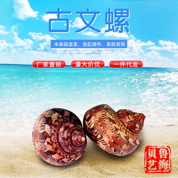 Lu Haibei Factory Direct Supply Guwen Snail Handmade Conch Shell Wholesale Creative Home Decoration