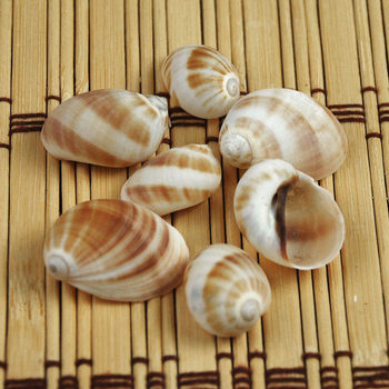 Jade Ribbon Cat's Eye Snail Natural Conch Shell Wall Sticker Floor Mediterranean Home Hermit Crab Special Shell Wholesale