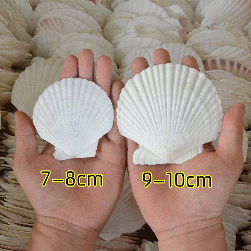 Natural Large White Fan Shell Small Conch Handmade diy Creative Painting Barbecue Fish Tank Hermit Crab Shell