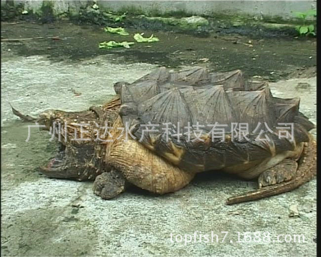 Live Crocodile Turtle Spot Supply Crocodile Turtle Seedlings Crocodile Seedlings Seedlings Wholesale High Survival Rate Wholesale