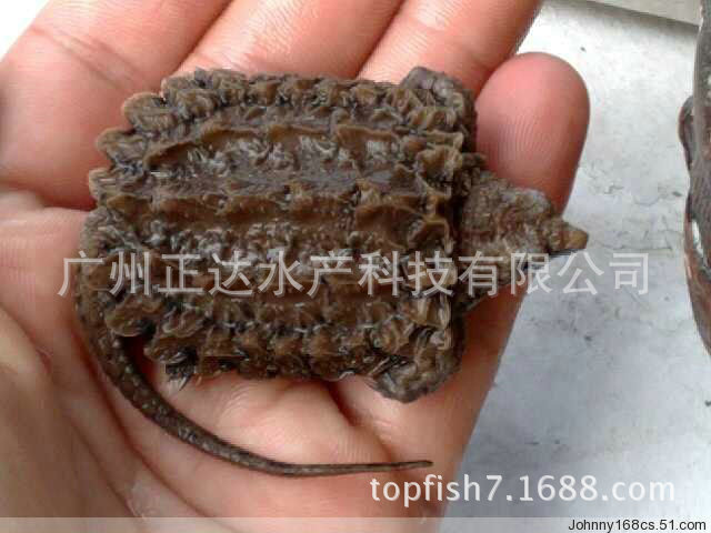Live Crocodile Turtle Spot Supply Crocodile Turtle Seedlings Crocodile Seedlings Seedlings Wholesale High Survival Rate Wholesale
