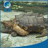 Live Crocodile Turtle Spot Supply Crocodile Turtle Seedlings Crocodile Seedlings Seedlings Wholesale High Survival Rate Wholesale