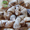 Moss micro-landscape fleshy potted Marine landscaping natural millet snail shell conch decorative ornaments
