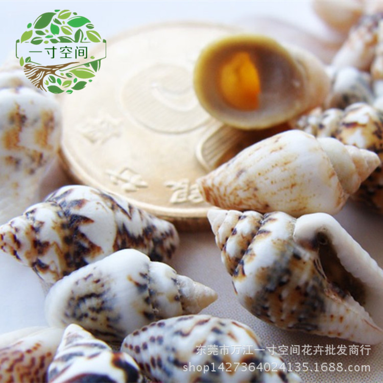 Moss micro-landscape fleshy potted Marine landscaping natural millet snail shell conch decorative ornaments