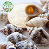 Moss micro-landscape fleshy potted Marine landscaping natural millet snail shell conch decorative ornaments