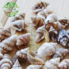 Moss micro-landscape fleshy potted Marine landscaping natural millet snail shell conch decorative ornaments
