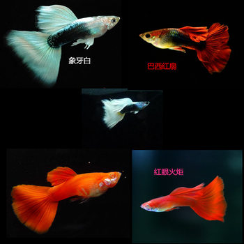 Tropical Ornamental Fish Wholesale Ivory White Peacock Fish Red Eye Torch Anchovies