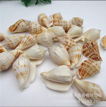 Natural small Phoenix snail white mouth conch shell fish tank landscaping decoration shell crafts wholesale