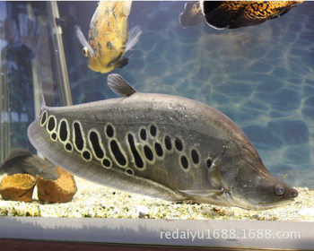 Tropical ornamental fish wholesale seven star saury Eastern knife large fierce fish