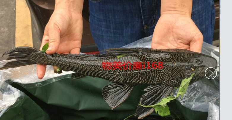 Scavenger Tropical Fish Ornamental Fish Scavenger Fish Angler Fish Eating Garbage Fish Cleaner