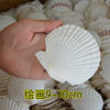 Natural Large White Fan Shell Small Conch Handmade diy Creative Painting Barbecue Fish Tank Hermit Crab Shell