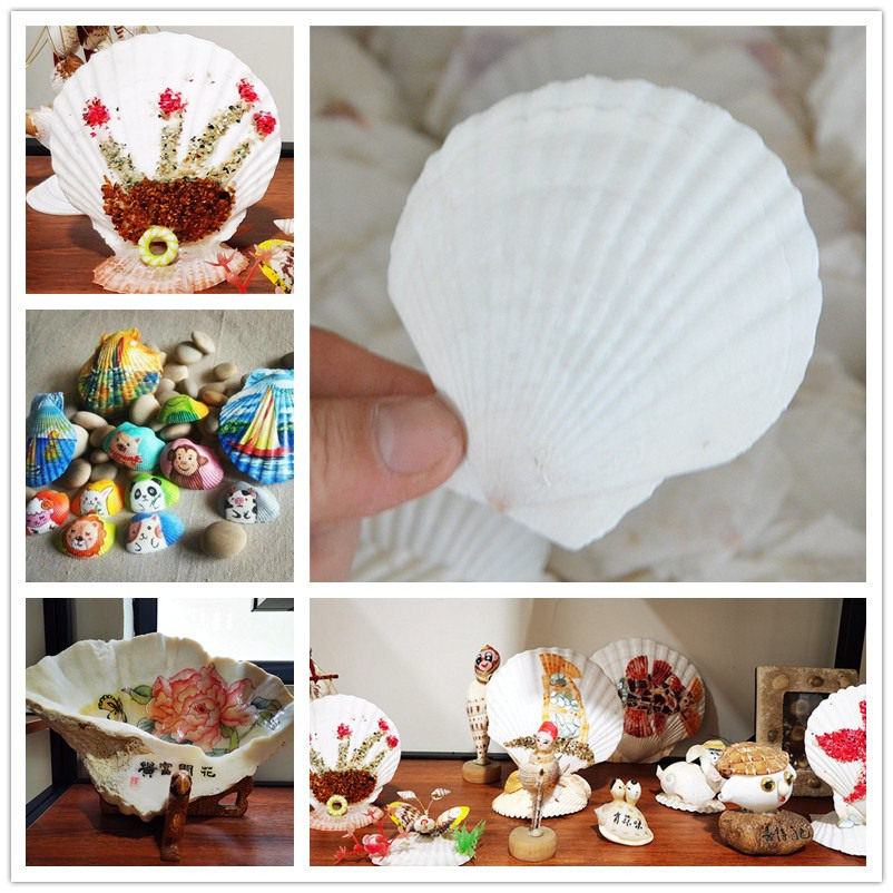 Natural Large White Fan Shell Small Conch Handmade diy Creative Painting Barbecue Fish Tank Hermit Crab Shell