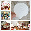 Natural Large White Fan Shell Small Conch Handmade diy Creative Painting Barbecue Fish Tank Hermit Crab Shell