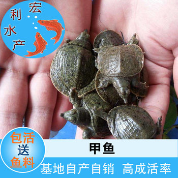 [Large Supply] High-Quality Chinese Turtle Seedlings for Aquaculture, Turtle Seedlings, Japanese Turtle Seedlings, Tortoise Seedlings