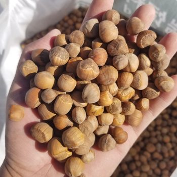 Daxinganling wild hazelnut small fire hazelnut nut nut raw hazelnut fire hazelnut 500g postage