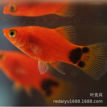 Tropical ornamental fish wholesale viviparous fish Mickey fish small fish