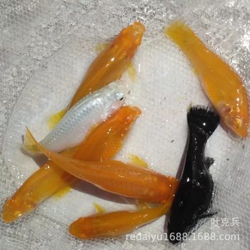 Tricolor Mary Fish Jasmine Fish Morley Fish Tropical Ornamental Fish Wholesale