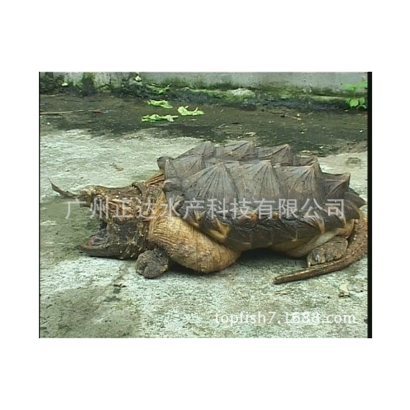 Live Crocodile Turtle Spot Supply Crocodile Turtle Seedlings Crocodile Seedlings Seedlings Wholesale High Survival Rate Wholesale
