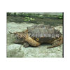 Live Crocodile Turtle Spot Supply Crocodile Turtle Seedlings Crocodile Seedlings Seedlings Wholesale High Survival Rate Wholesale