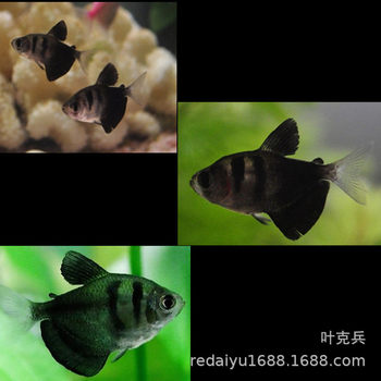 Tropical ornamental fish wholesale black skirt fish black petticoat, Black Flag Fish