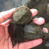 Manufacturer Supplies Turtle Seedlings, Yellow Sand Turtle Seedlings, Chinese Turtle Seedlings, Breeding Chinese Turtles, Yellow Sand Turtle Live Turtle Seedlings Wholesale