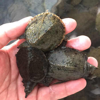 Manufacturer Supplies Turtle Seedlings, Yellow Sand Turtle Seedlings, Chinese Turtle Seedlings, Breeding Chinese Turtles, Yellow Sand Turtle Live Turtle Seedlings Wholesale