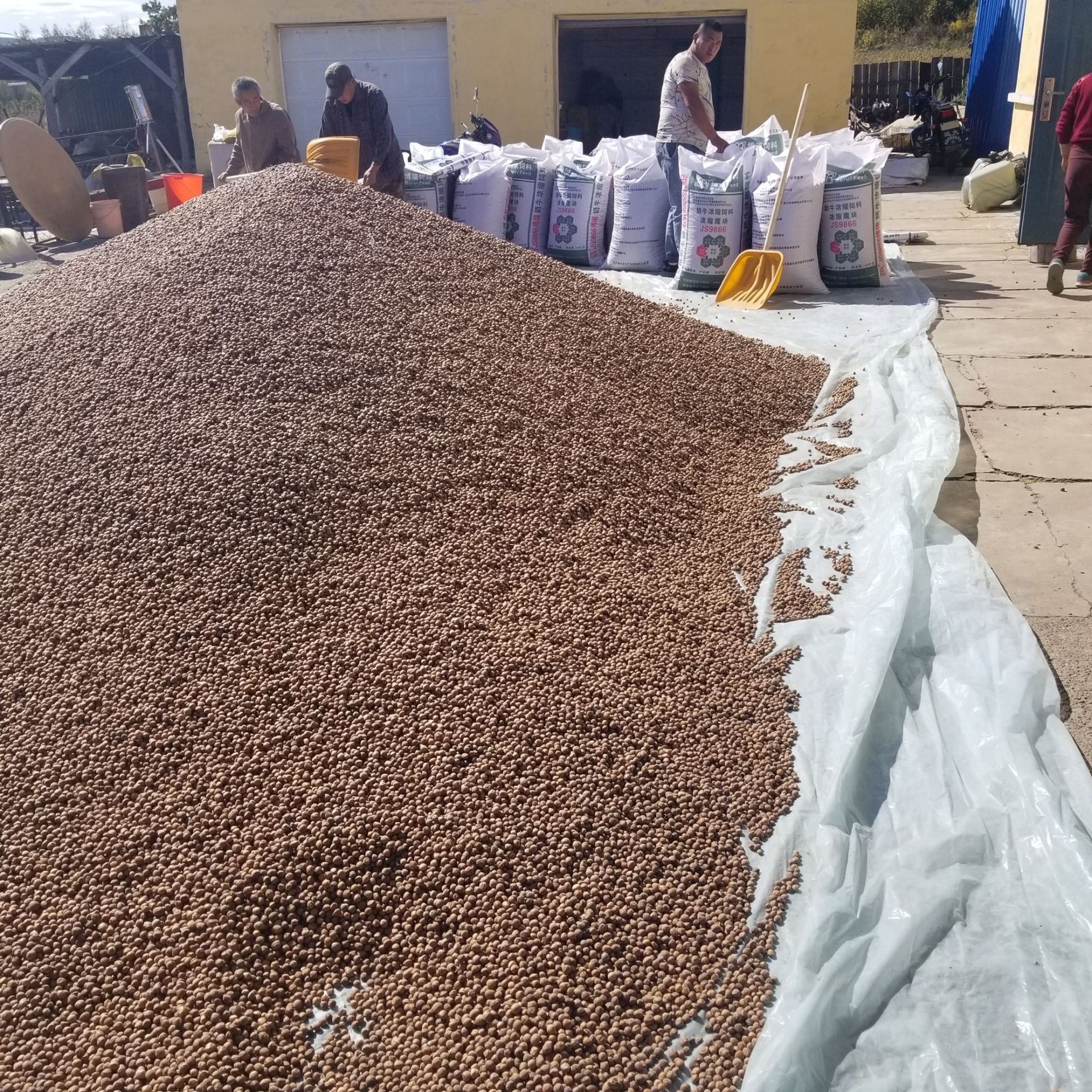 Daxinganling wild hazelnut small fire hazelnut nut nut raw hazelnut fire hazelnut 500g postage