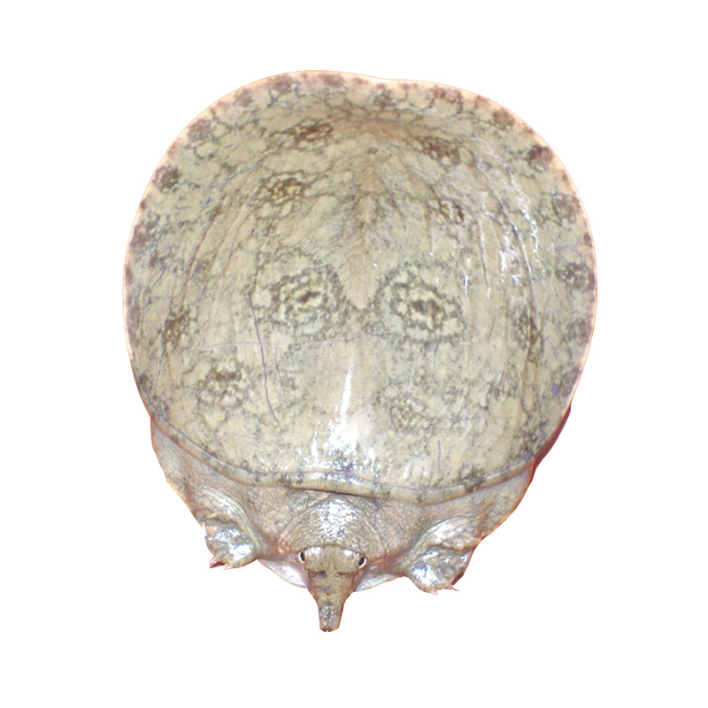 Manufacturer Supplies Turtle Seedlings, Yellow Sand Turtle Seedlings, Chinese Turtle Seedlings, Breeding Chinese Turtles, Yellow Sand Turtle Live Turtle Seedlings Wholesale