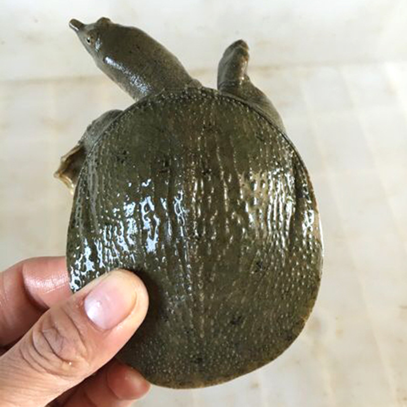 Manufacturer Supplies Turtle Seedlings, Yellow Sand Turtle Seedlings, Chinese Turtle Seedlings, Breeding Chinese Turtles, Yellow Sand Turtle Live Turtle Seedlings Wholesale