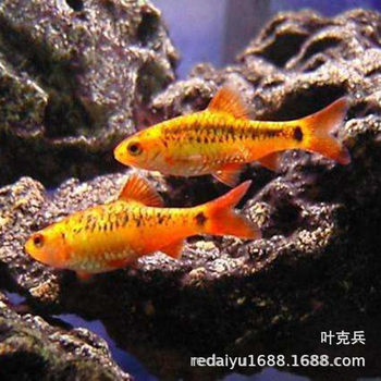 Tropical ornamental fish wholesale golden light fish Schubert fish group swimming fish grass tank fish live wholesale