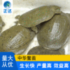 Manufacturer Supplies Turtle Seedlings, Yellow Sand Turtle Seedlings, Chinese Turtle Seedlings, Breeding Chinese Turtles, Yellow Sand Turtle Live Turtle Seedlings Wholesale