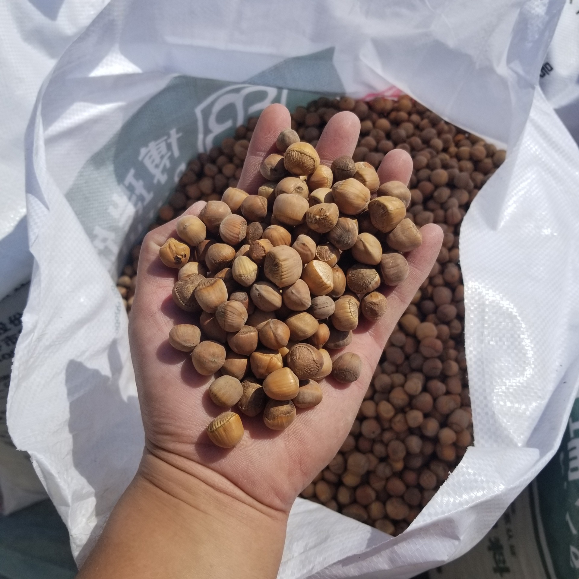 Daxinganling wild hazelnut small fire hazelnut nut nut raw hazelnut fire hazelnut 500g postage