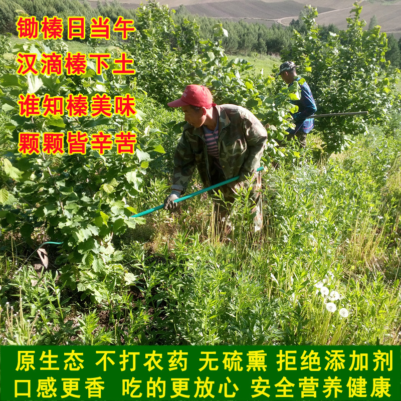 Baishi Zhen love Northeast hazelnut open cooked large new original flavor canned 220g nuts wholesale flat European Big Hazelnut