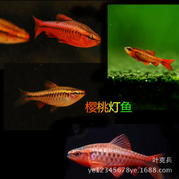 Long Tail Cherry Light Cherry Light Red Rose Group Fish Beautiful Baby Fish Grass Tank Light Fish Ornamental Fish Wholesale