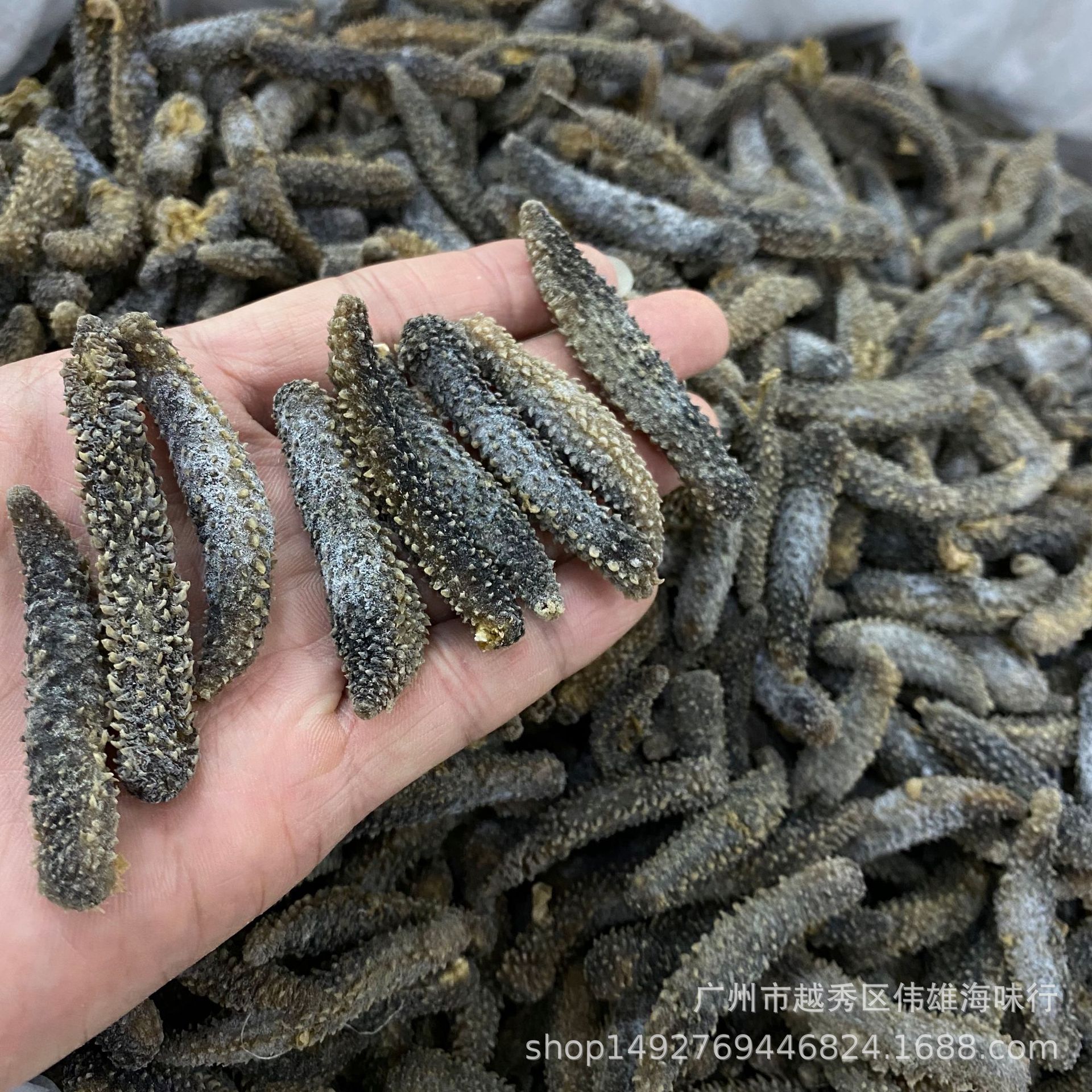 [Selected Indonesian Small Sea Cucumber] Directly Sold from the Source of Indonesian Small Sea Cucumber Indonesian Black Sea Cucumber Light Dried Sea Cucumber Dry Goods