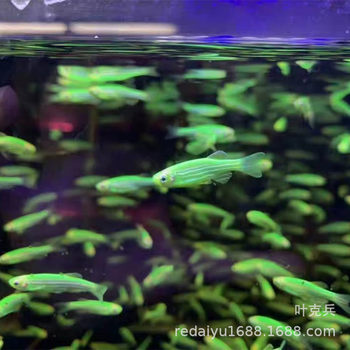 Tropical Fish Ornamental Fish Farm Wholesale Emerald Zebrafish Green Zebrafish Green Emerald Zebrafish