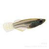 Tropical ornamental fish wholesale blue-eyed light fish blue-eyed fish medaka fish Queen light fish swimming grass tank fish