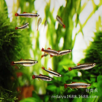 Tropical ornamental fish wholesale golden yellow silk fish red silk fish small fish swimming fish tropical cold water lamp fish