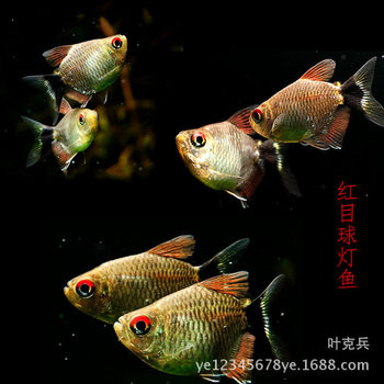 Red ball lamp silver screen lamp fish head and tail lamp fish grass tank fish swimming tropical ornamental fish wholesale